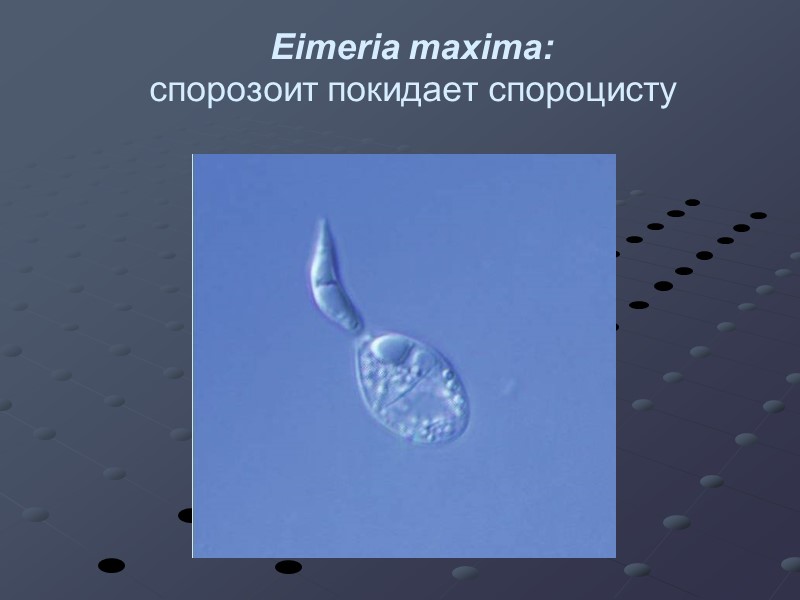 Eimeria maxima: спорозоит покидает спороцисту